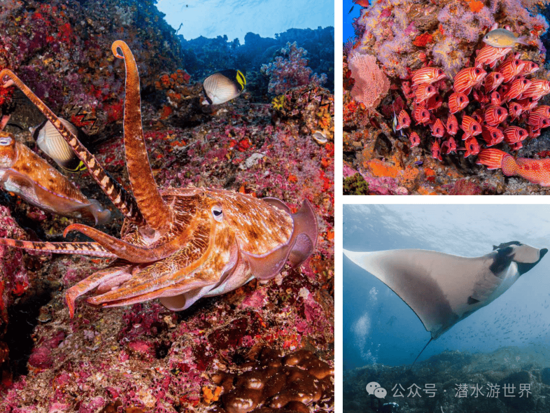 韩国队力克泰国队，黄鸭组合状态火热