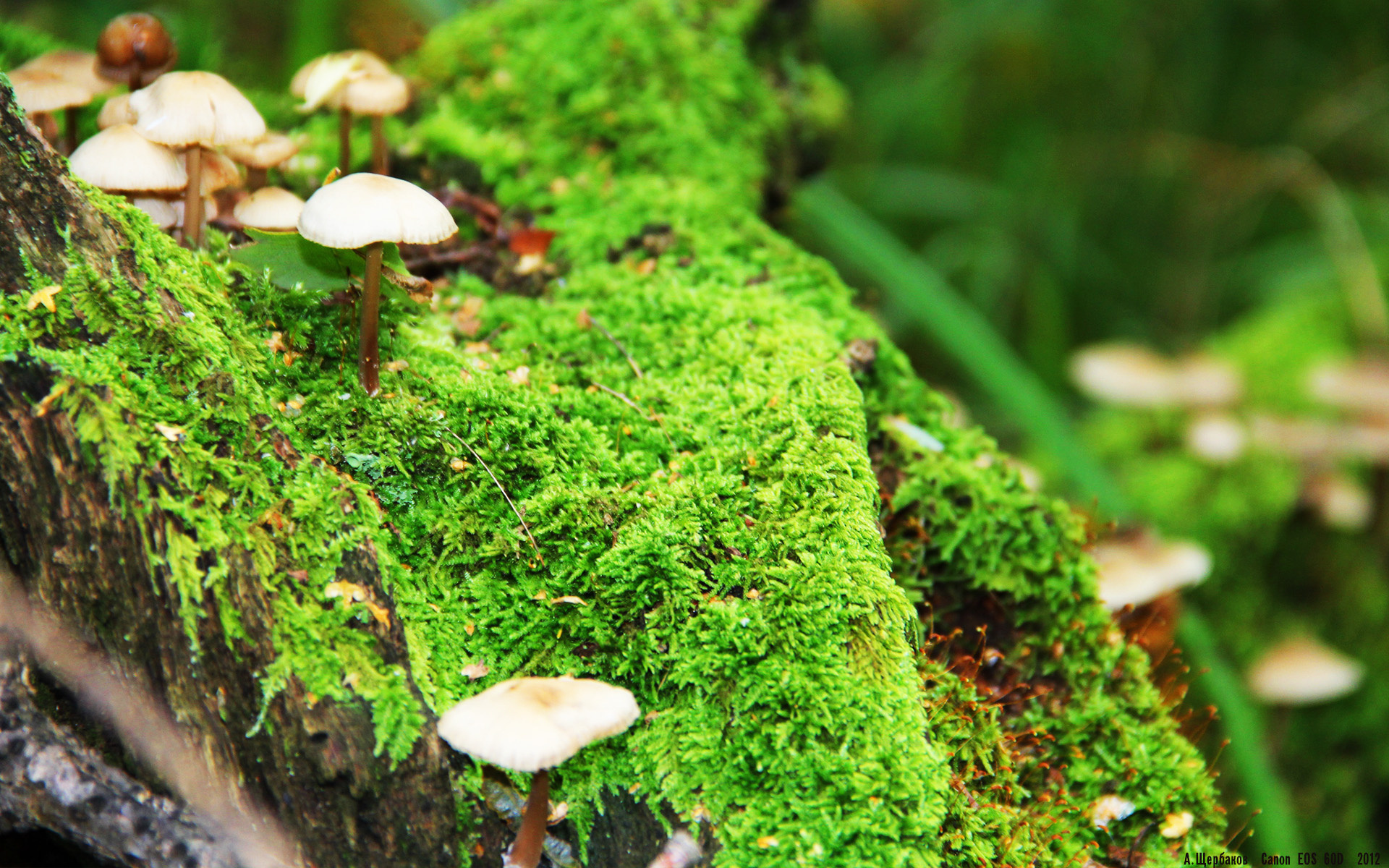 爱游戏在线-羽坛新秩序，印度崛起碾压印尼，戴资颖一锤定音定江山