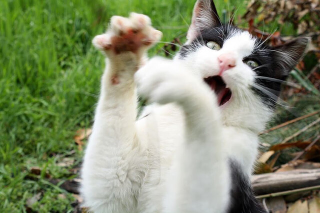 爱游戏大厅-绝杀时刻与隐喻英雄，当韩国队的利刃穿透泰国队的盾，辛杜的羽毛飘落在绿茵场