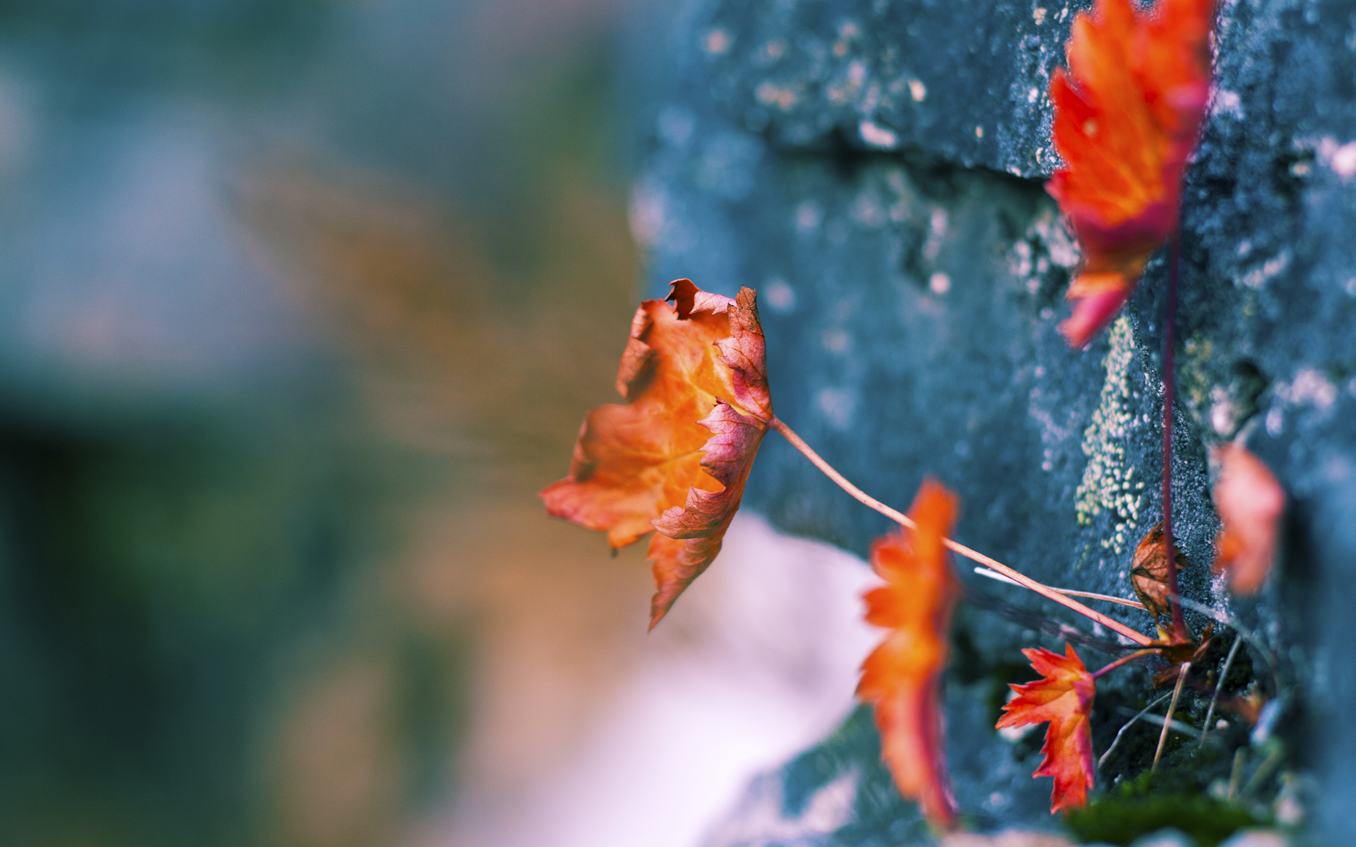 孤胆英雄与钢铁洪流,布伦森燃尽小宇宙,猛龙以攻防一体碾过步行者