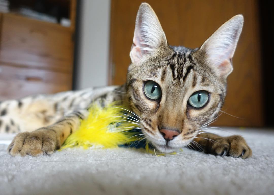 爱游戏-当佩德里戴帽雷恩制霸，跨界烽烟中的统治力美学