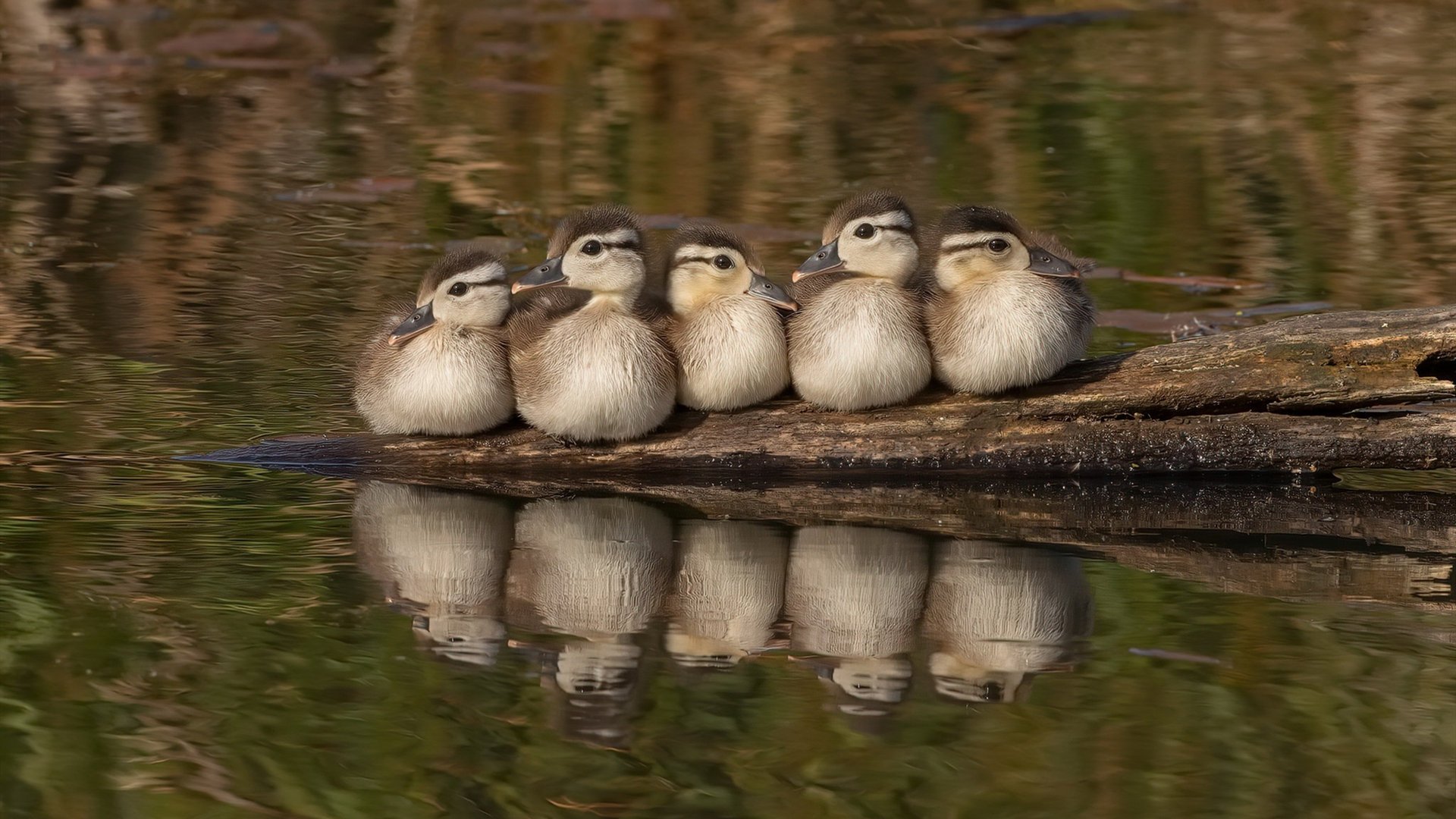 压哨绝杀！莱比锡红牛2-1力克葡体，欧冠悬念保留至终场哨响