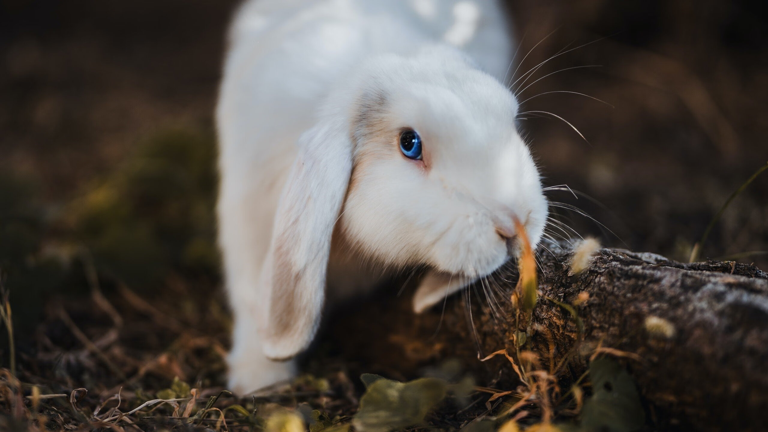 极速与绝杀,当F1争冠悬念遇上勇士的致命弯道
