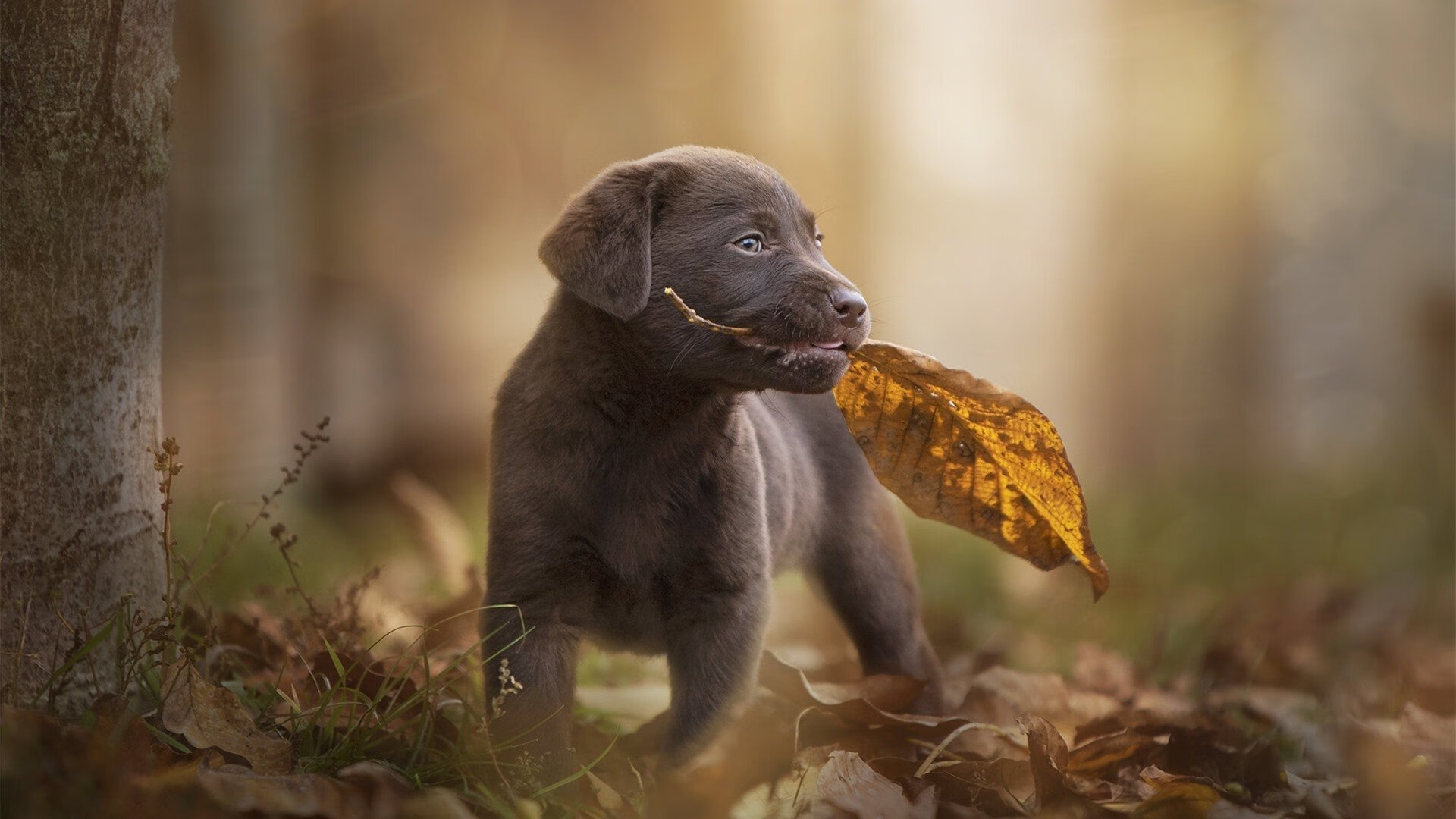 圣保罗的雨，当巴西遇见新西兰，一个叫基耶萨的男人被雨水浸透的夜晚