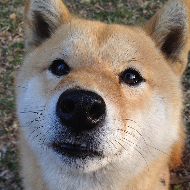 爱游戏官方-同夜双城记，东契奇个人英雄主义狂飙，76人团队风暴掀翻灰熊