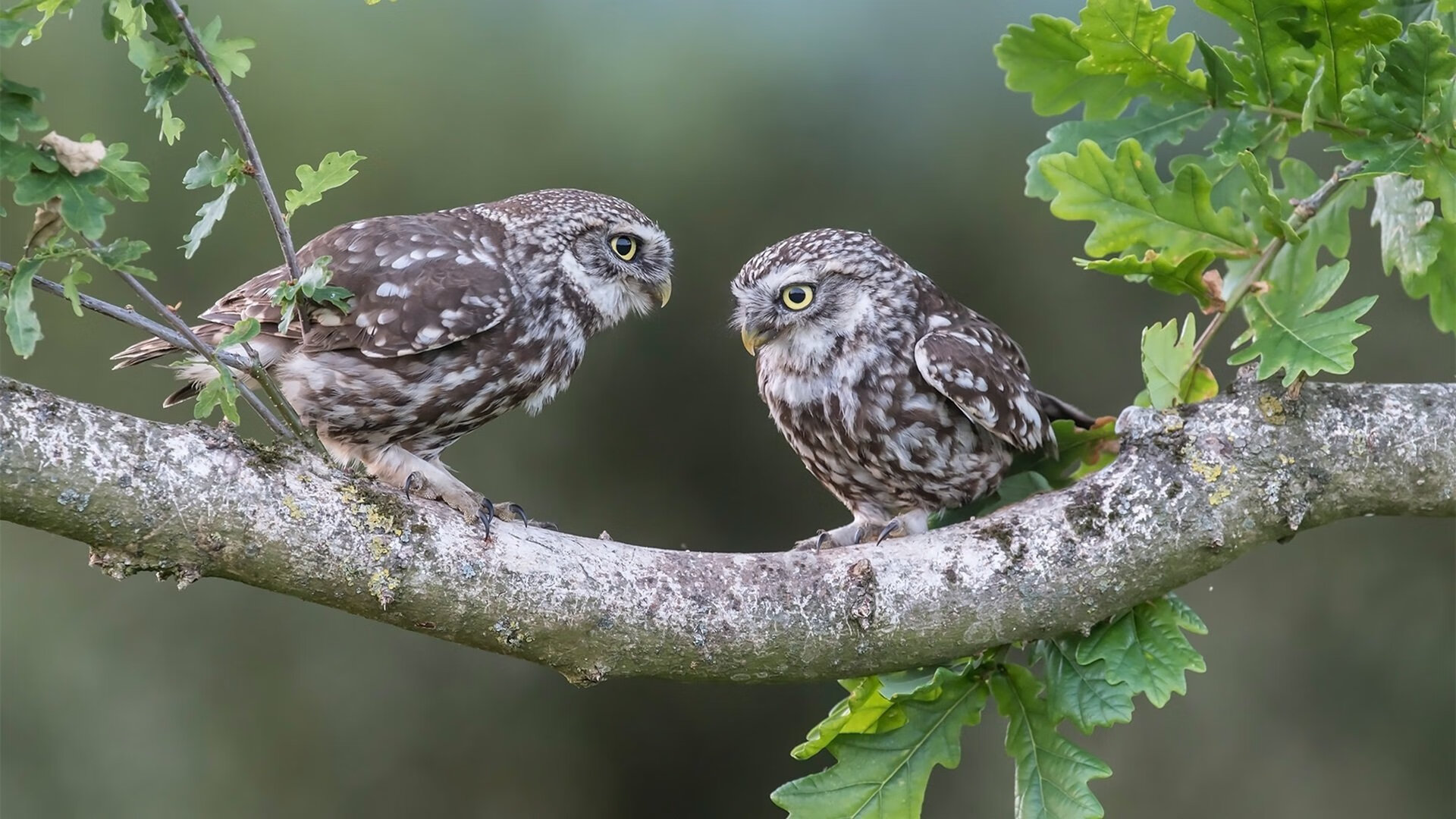 霍勒迪觉醒之夜,全程高能输出引领公牛踏平步行者