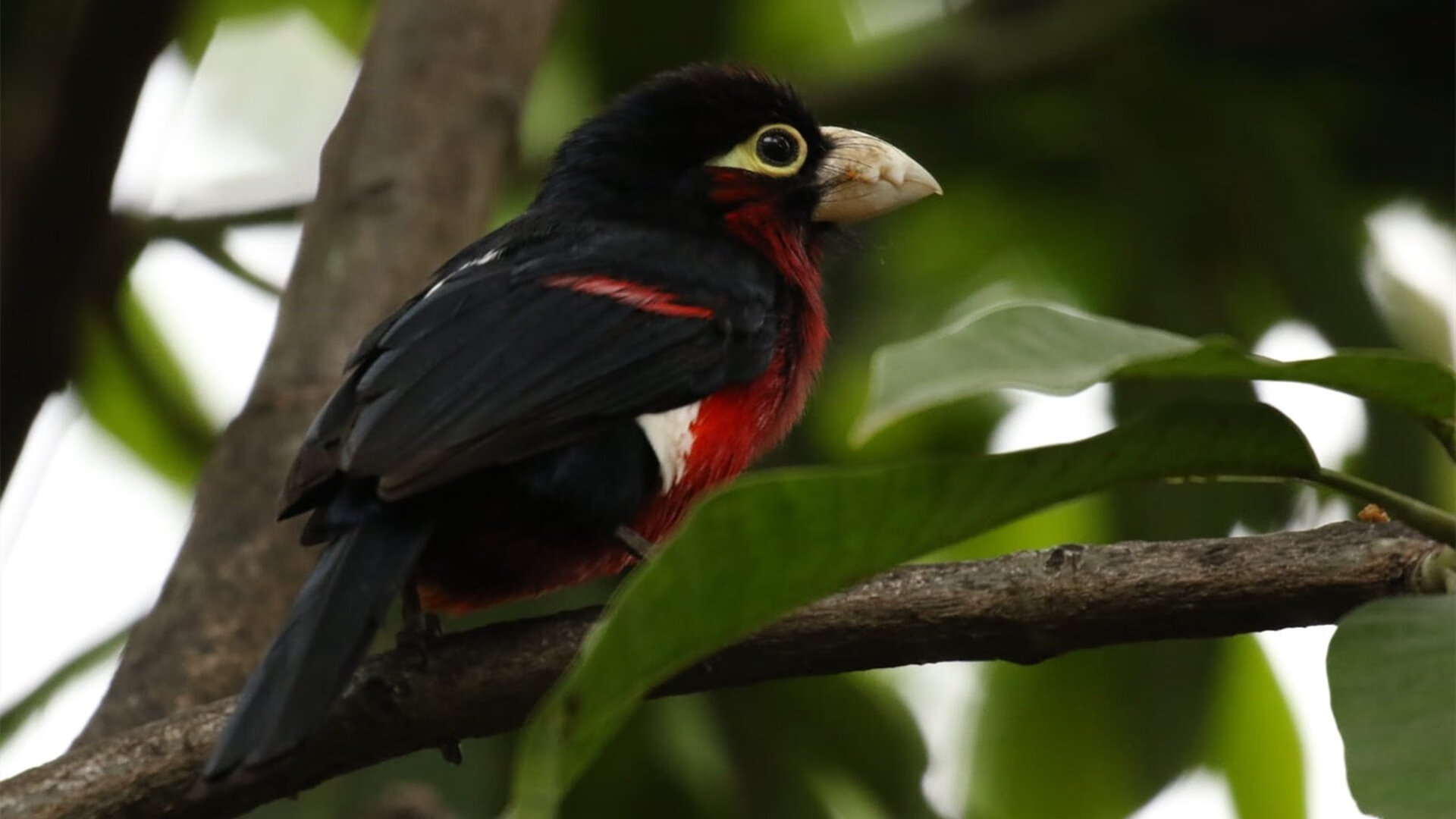 林中猛兽与摩天大楼，当爱德华兹的野性席卷深圳铁壁