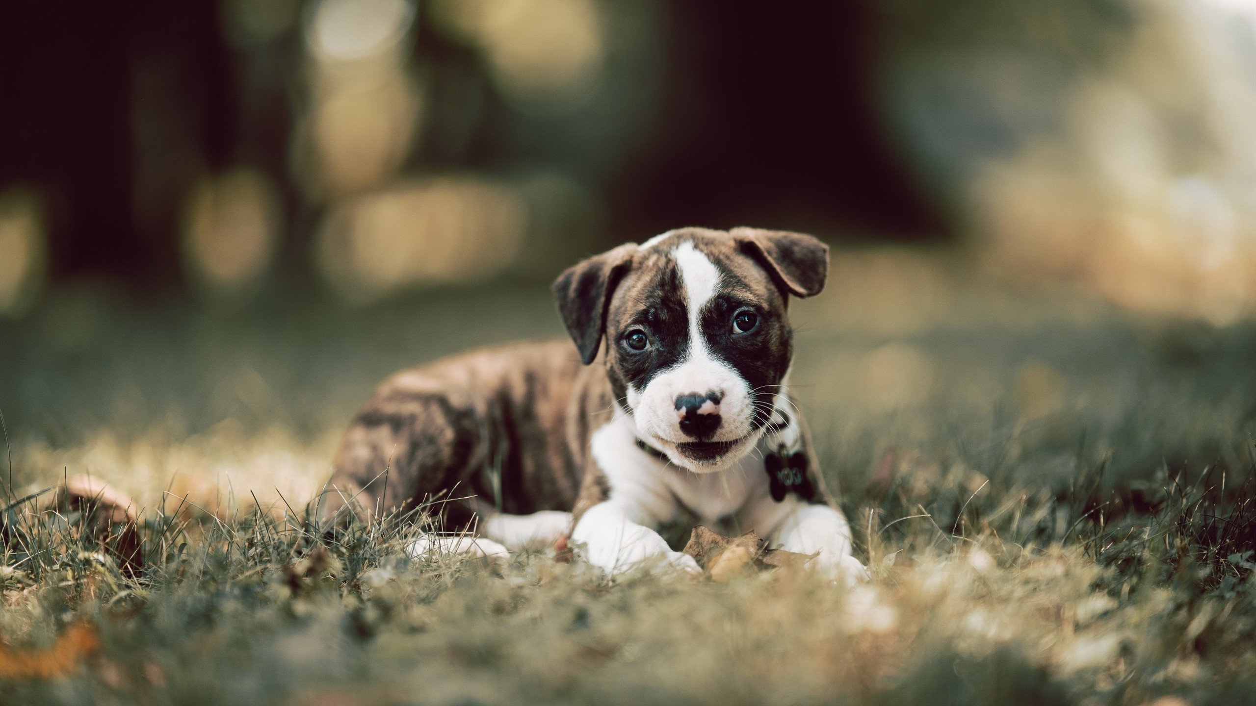 次元破壁，当风城公牛跨洋拿下广东华南虎—一场虚构巅峰战背后的篮球平行宇宙