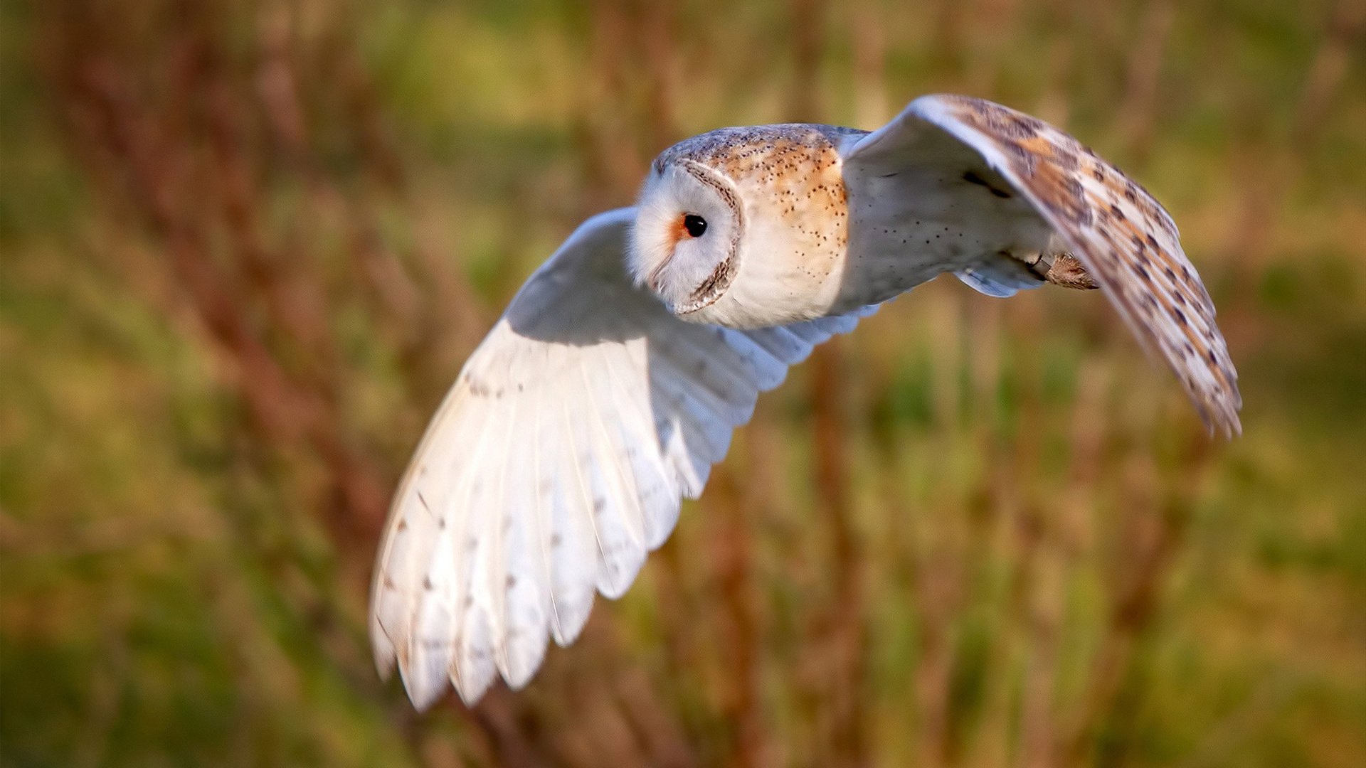 敌阵中的灯塔，法比尼奥惊艳全场，却照亮了阿森纳的晋级之路
