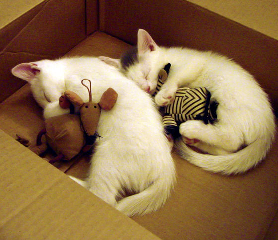 钢铁防线，从范戴克的个体艺术到洪都拉斯的集体算术