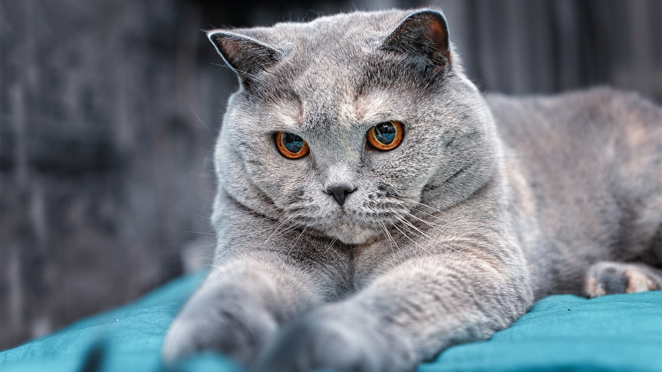 爱游戏入口-舞台无声转换，当卡塔尔与奥地利之战隐入背景，莫德里奇的大场面灵魂无处不在