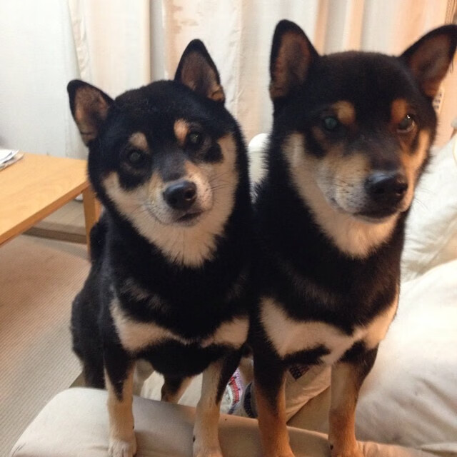 冷艳刀锋!哈登41分利刃出鞘,山西7连胜啃下活塞硬骨头