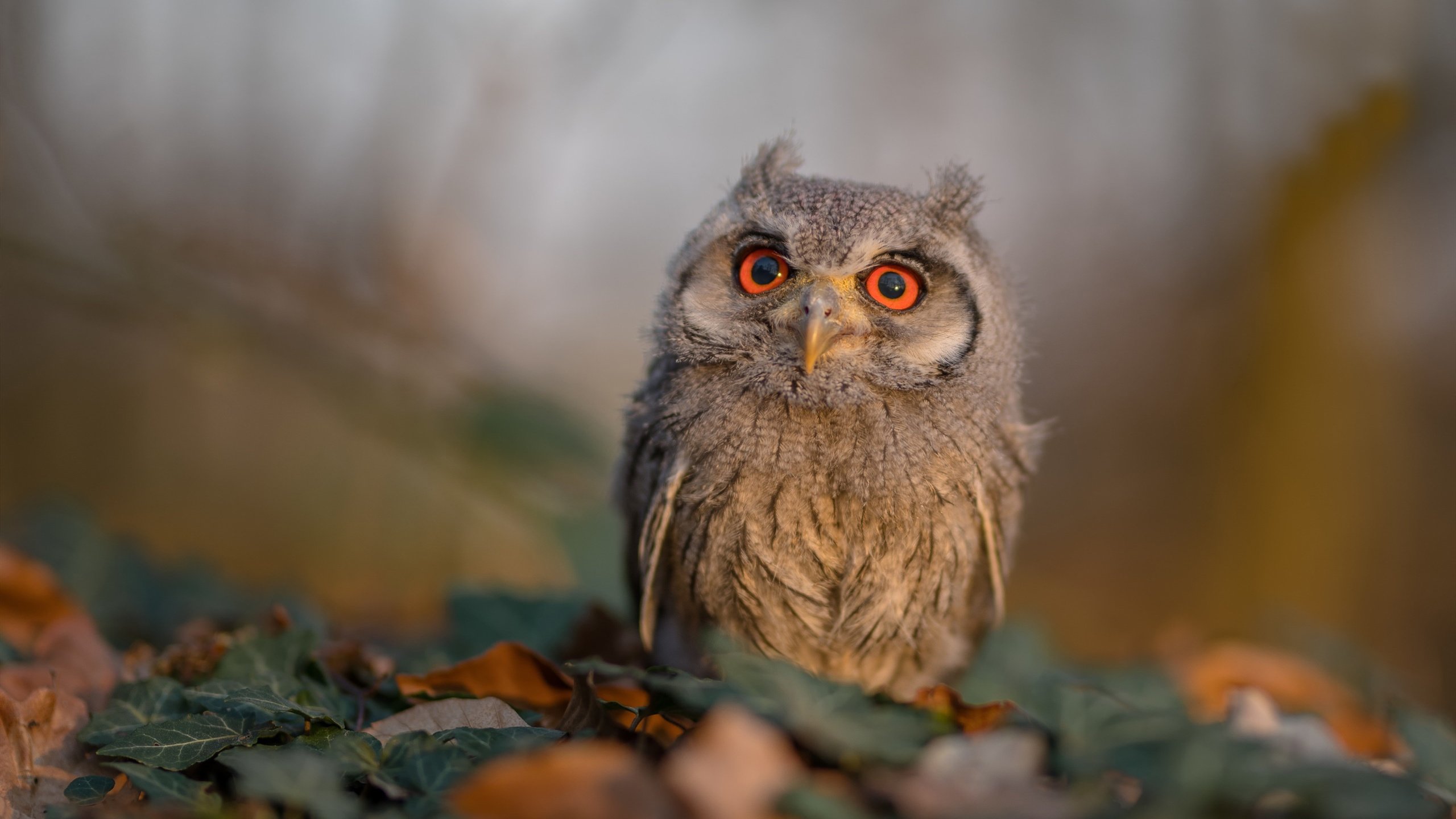 关键时刻,霍勒迪的三重奏,凯尔特人靠防守与智慧锁定胜局