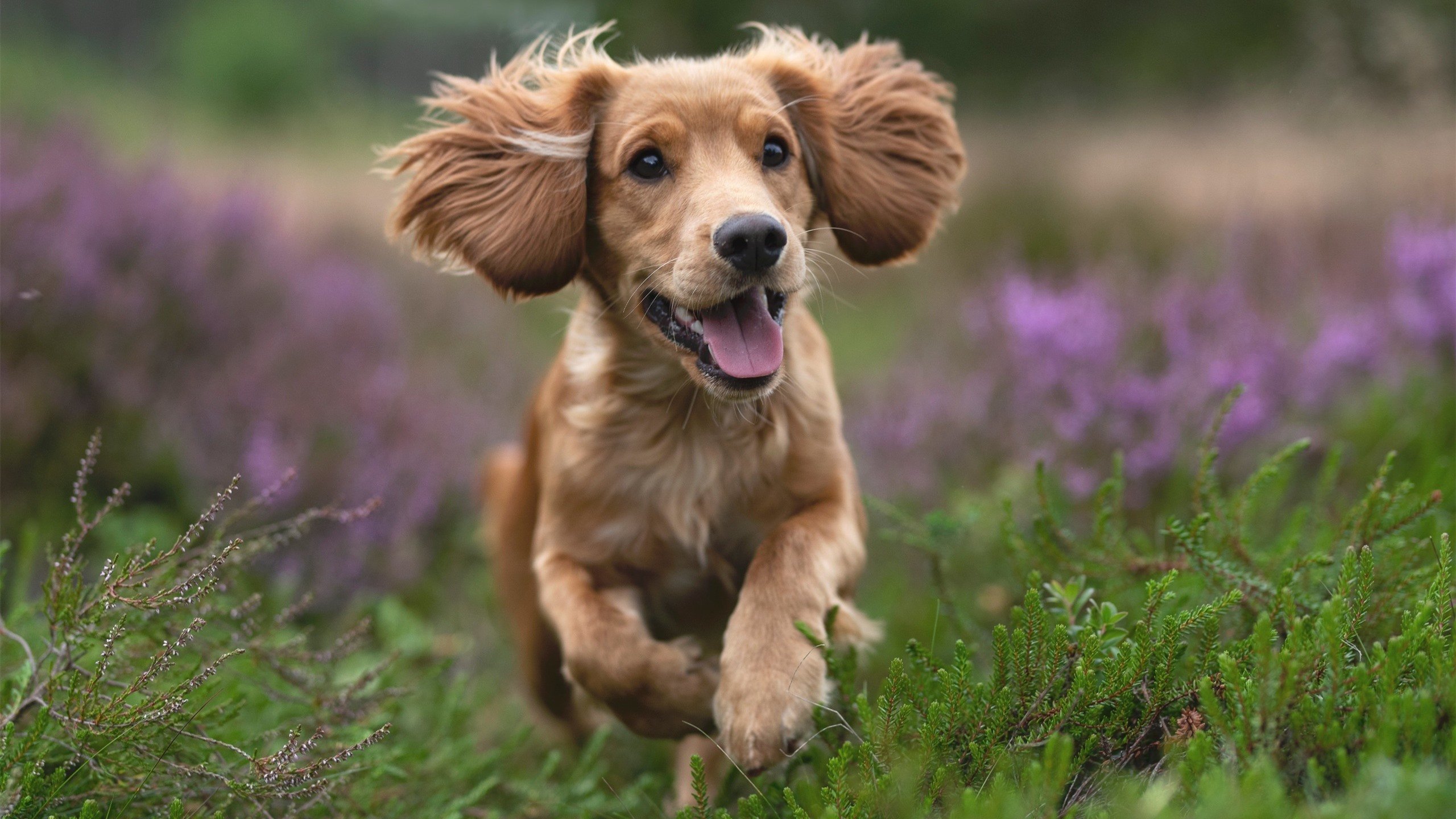 湖人生死战,克莱·汤普森在奥运前夜的封神时刻