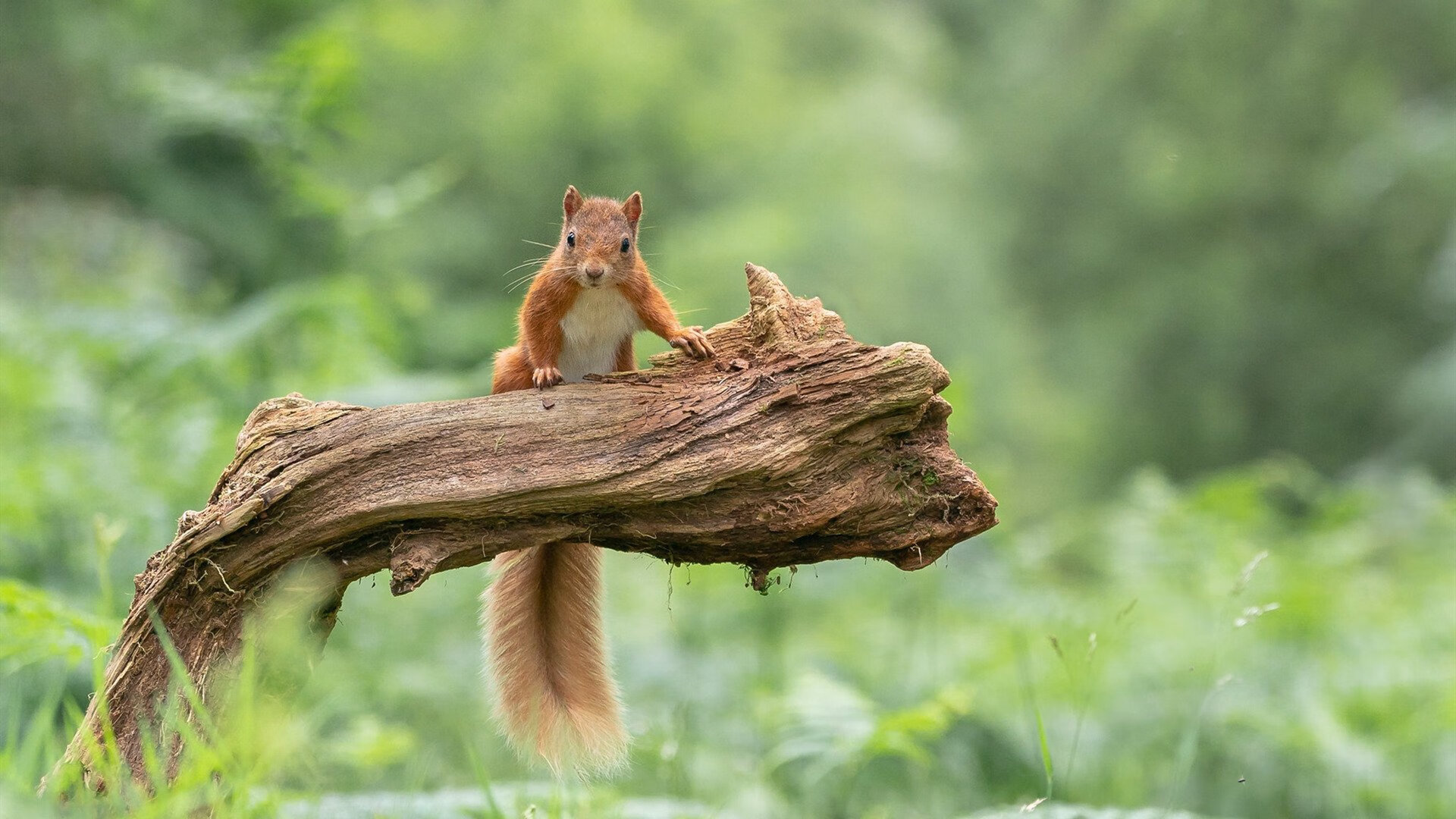 沙漠之狐咬伤特兰加雄狮，无名门神奥纳纳的封圣之夜