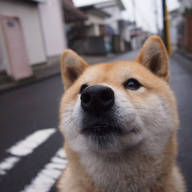 魔咒与星火，基耶萨一刺，洞穿药厂铁幕