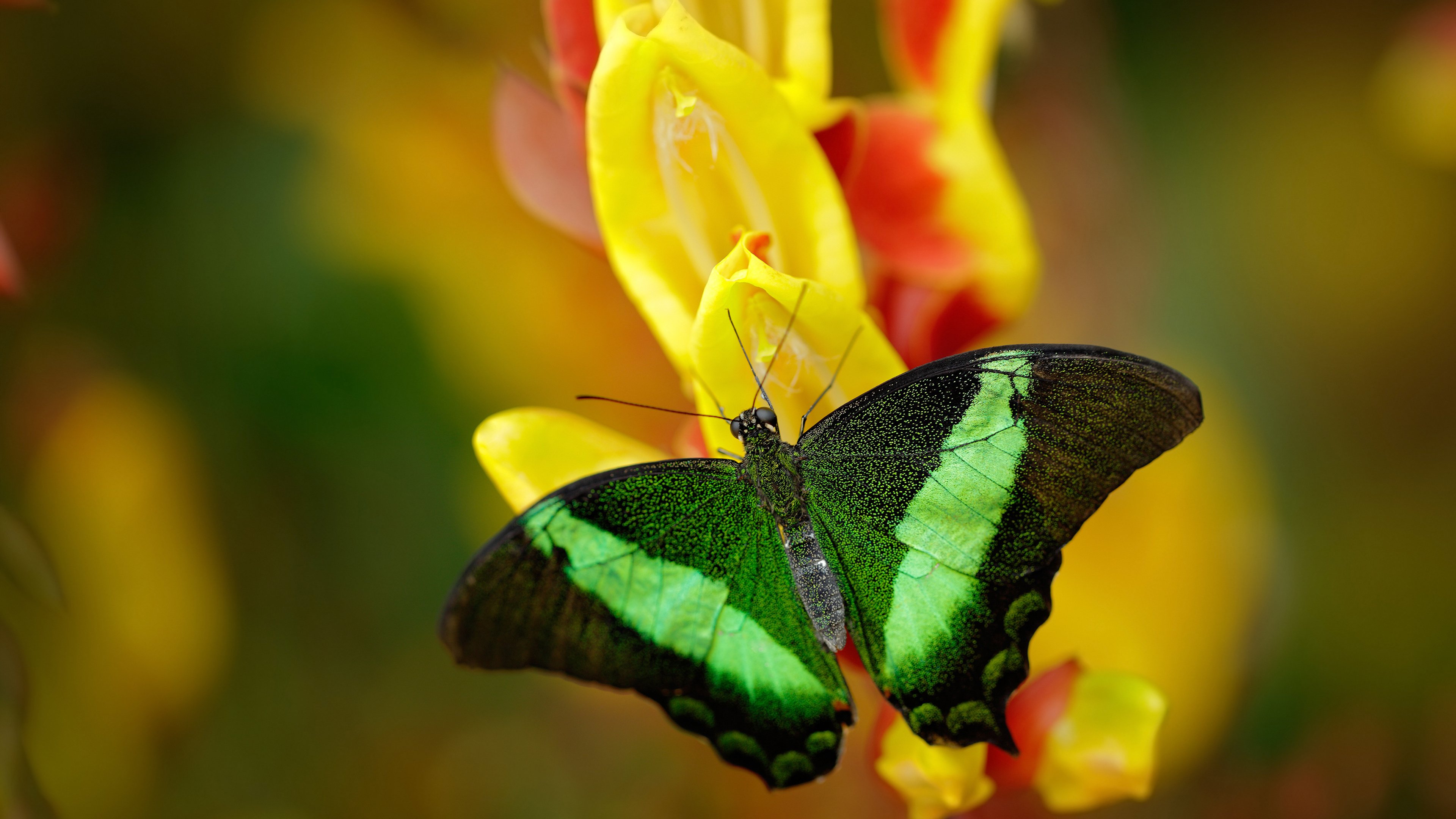 爱游戏在线-当东方明珠遇见未来支柱，上海队见证切特创造唯一历史